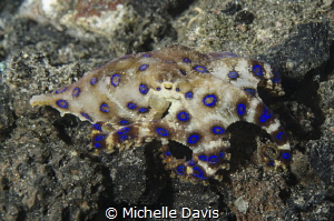 Blue ringed Octopus by Michelle Davis 